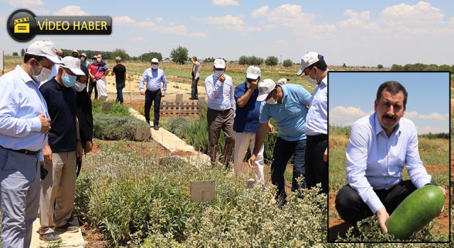 Karaköprü’de tat karpuzunun coğrafi işareti alınıyor