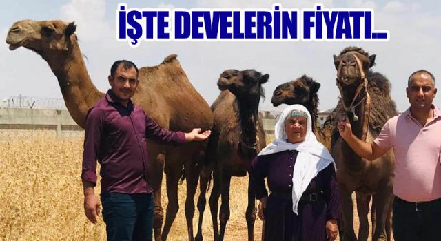 Urfa’da develer satışa sunuldu