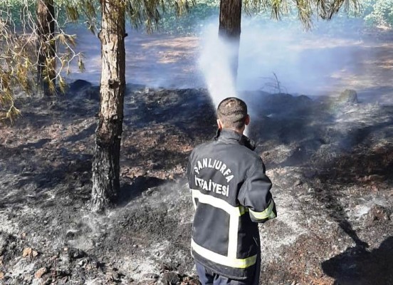 Ceylanpınar’da ağaçlık alanda yangın