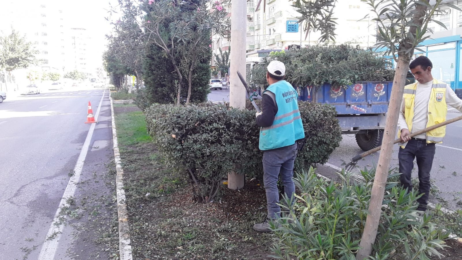 Trafikte tehlike saçan ağaçlar budandı