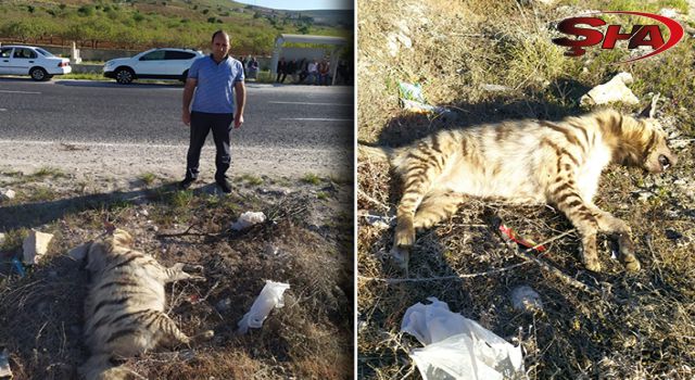 Urfa’da ölü bulundu!