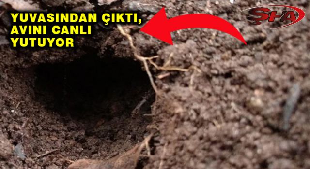 Türkiye’de sadece Urfa’da gizleniyor! Zehri sinir sistemini kilitliyor