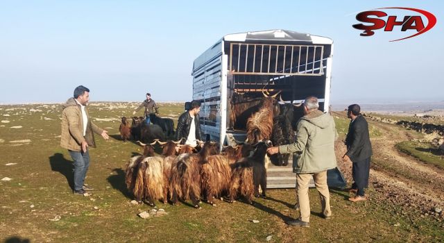 Siverek'te çalınan hayvanlar Diyarbakır'da bulundu