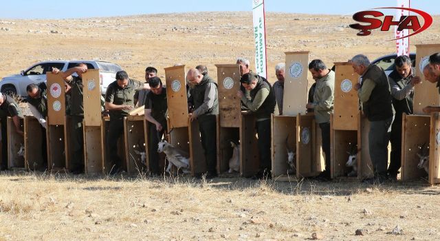 Urfa’da 20 ceylan doğaya salındı