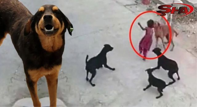 Başıboş köpek sorununu boşlayan belediye başkanları yandı