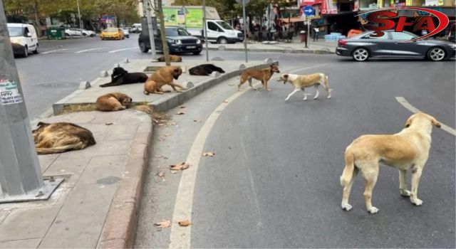 Başıboş sokak hayvanları düzenlemesi TBMM’den geçti