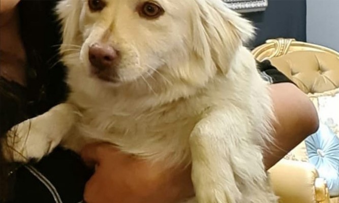 Kayıp köpeği bulana para ödülü verilecek