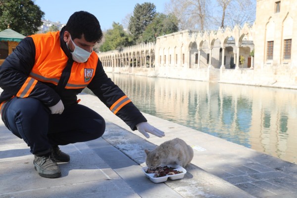 Şanlıurfa’da sokak hayvanları unutulmadı