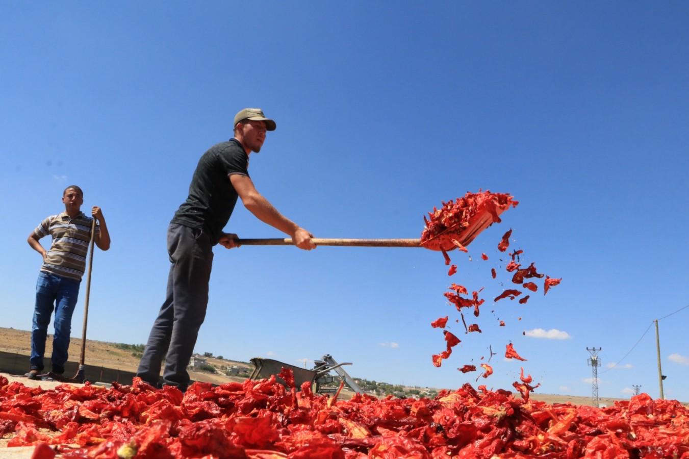 Pul biberi 10 bin kişinin ekmek kapısı