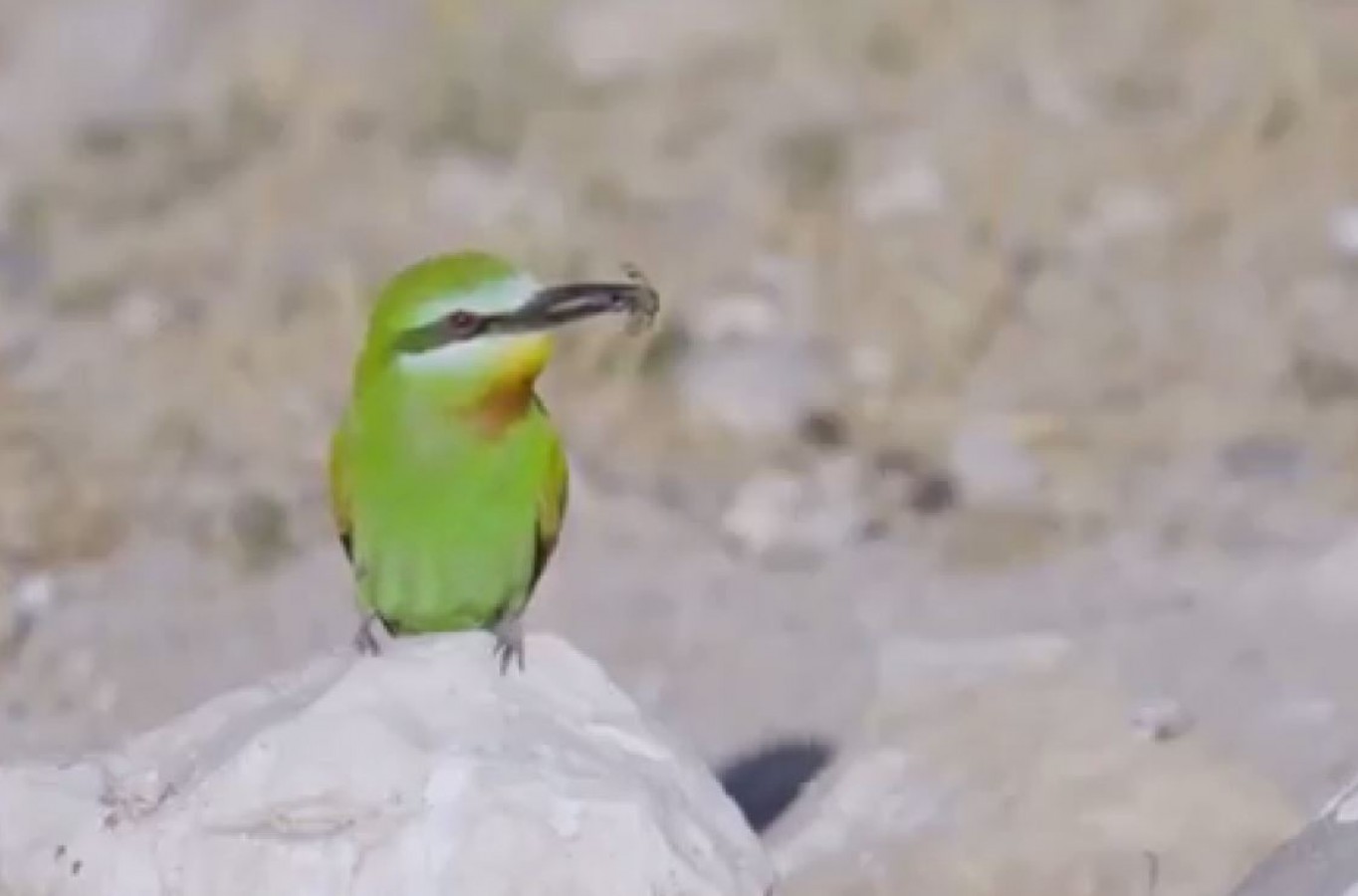 Urfa bozkırının gizemli güzeli görüntülendi