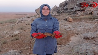 Urfa'da gördüldü! Ekipler kurtardı