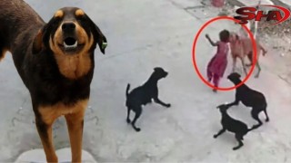 Başıboş köpek sorununu boşlayan belediye başkanları yandı